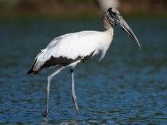 Storke Wetland