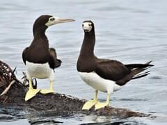 Brown-Booby-Michiel Oversteegen-small – BirdsCaribbean