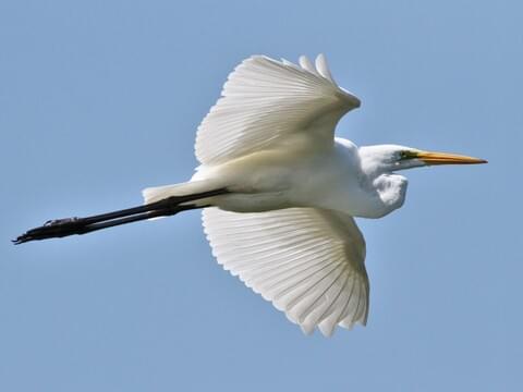 flying white crane bird