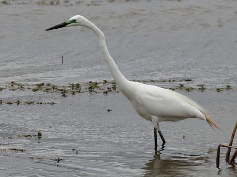 NW Atlanta, Georgia area) I'd think juvenile great egret since Merlin bird  ID says no snowy egrets here right now, but there were three other great  egrets in the same place and