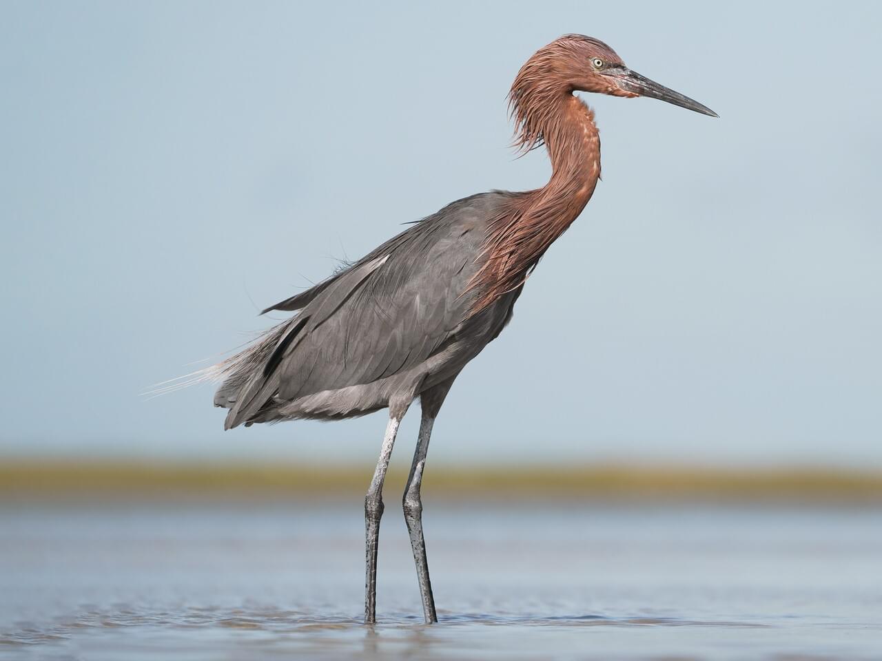 Naples, FL. I’ve never seen these colors before : r/whatsthisbird