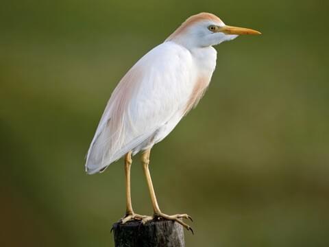 Western Cattle Egret Identification, All About Birds, Cornell Lab of  Ornithology