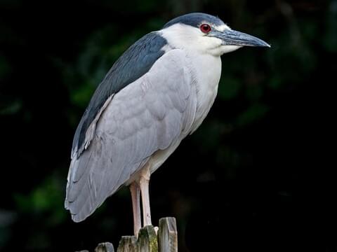 Black-Crowned Night-Heron Identification, All About Birds, Cornell Lab Of  Ornithology