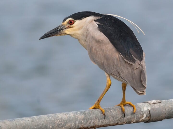 Black-crowned Night-Heron | Celebrate Urban Birds