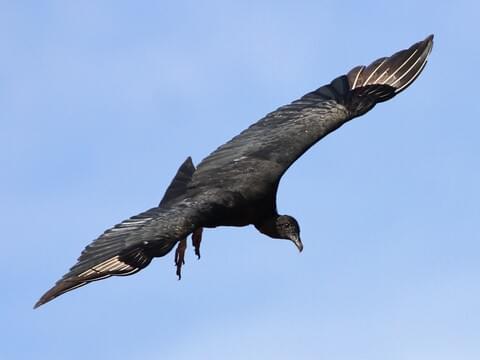 Black Vulture Identification, All About Birds, Cornell Lab of