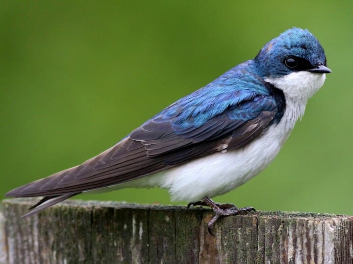 Tree Swallow - NestWatch