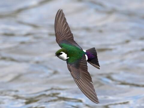 Violet-green Swallow Identification, All About Birds, Cornell Lab 