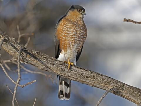 Common Black Hawk Identification, All About Birds, Cornell Lab of  Ornithology