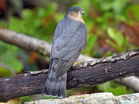 Cooper's vs Sharp-shinned hawks  Sharp shinned hawk, Cooper's