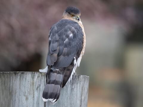 Cooper's Hawk Identification, All About Birds, Cornell Lab of Ornithology