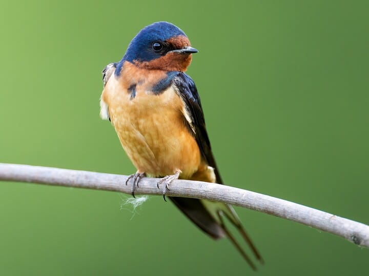 Barn Swallow Celebrate Urban Birds