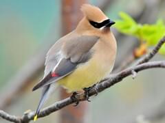 Are Cedar Waxwings Rare? Discover the Truth About These Birds