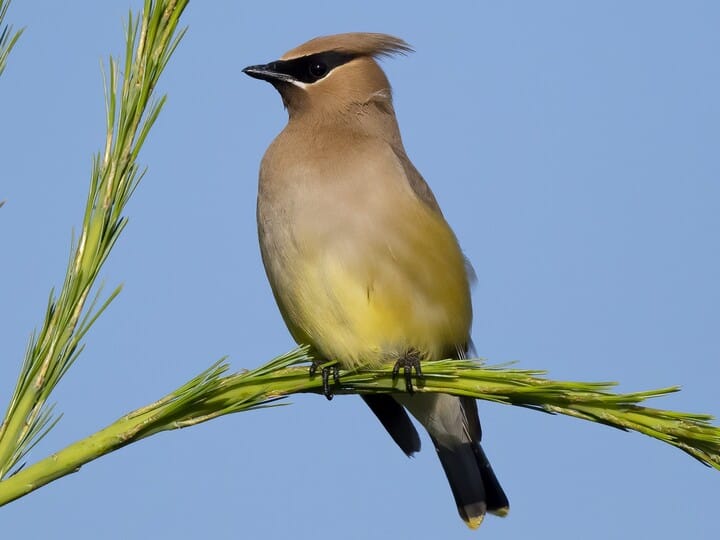 Cedar Waxwing | Celebrate Urban Birds