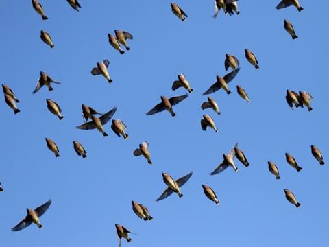 Wing It On flocking to North Carolina