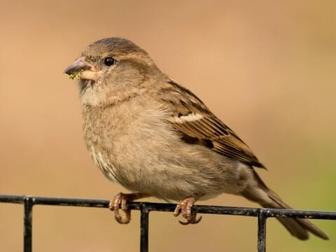 NestWatch  Managing House Sparrows and European Starlings - NestWatch