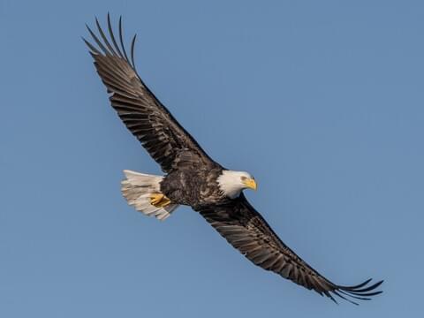 Eagle identification