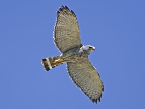 8 Types of Hawks in New Jersey - AZ Animals