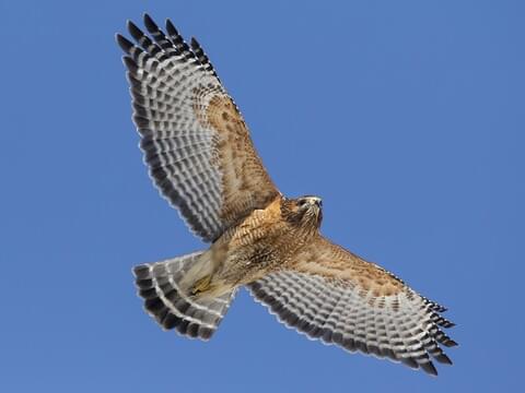 Hawk Identification, All About Cornell of