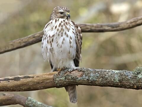 red shouldered hawk feather identification