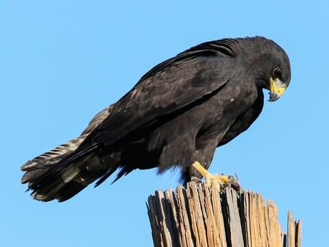 Common Black Hawk Identification, All About Birds, Cornell Lab of  Ornithology