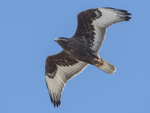 Thompson hung on to Hawk too long