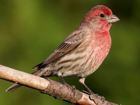House Finches: The Hollywood – New York Connection – A-wing and A-way