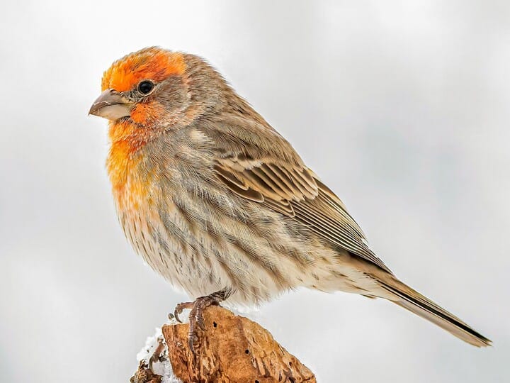 NestWatch | House Finch - NestWatch