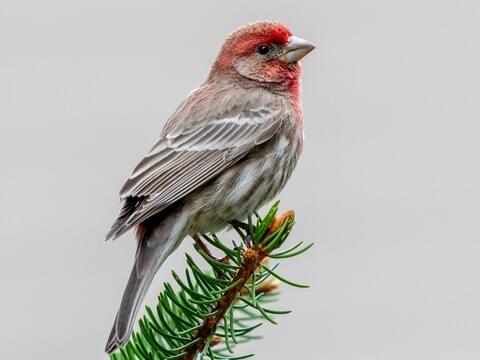 House Finch Identification, All About Birds, Cornell Lab of Ornithology