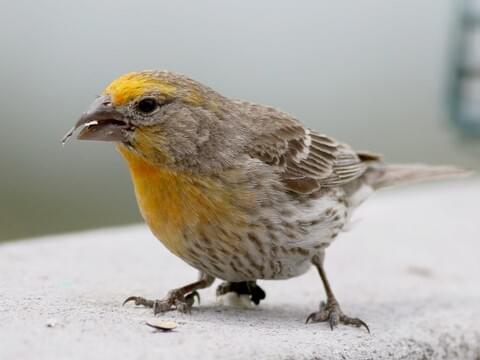 male vs female finches