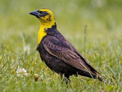 Yellow-headed Blackbird Identification, All About Birds, Cornell Lab of  Ornithology