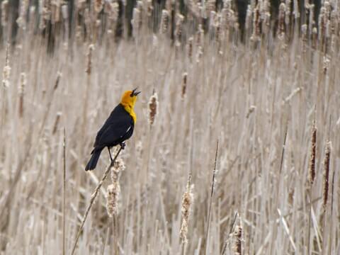 Yellow-headed Blackbird Identification, All About Birds, Cornell Lab of  Ornithology