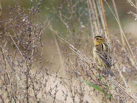 bobolink habitat