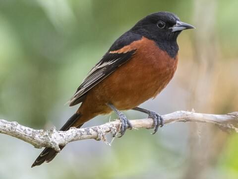 Differences Between Baltimore and Orchard Orioles: An