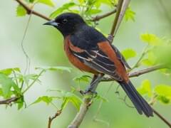 Baltimore Oriole Sounds, All About Birds, Cornell Lab of Ornithology