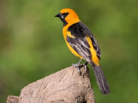 Golden Oriole  Animal Wildlife