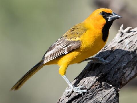 Oriole, Migratory, Songbird, Brightly Colored