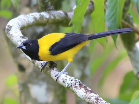 Bullock's Oriole Identification, All About Birds, Cornell Lab of Ornithology