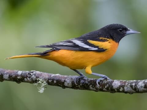 Baltimore Oriole Identification, All About Birds, Cornell Lab of Ornithology