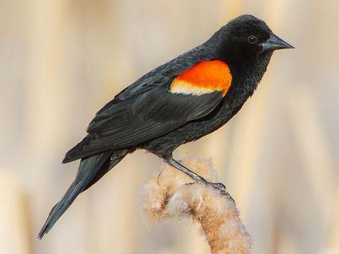 Blackbird Identification, All About Birds, Cornell Lab of