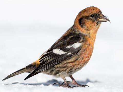 Can Anyone Help With Bird Identification? : R Alaska