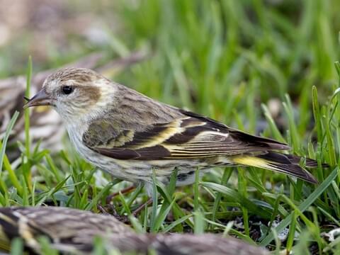 Nature Journaling and Sketching: Tips for Birders