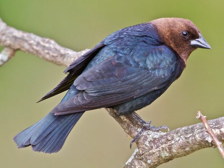 Cowbird On Cow