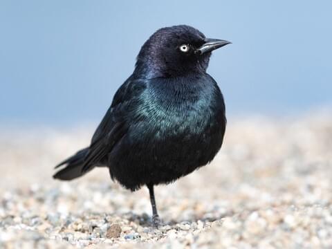 Brewer's Blackbird Identification, All About Birds, Cornell Lab of