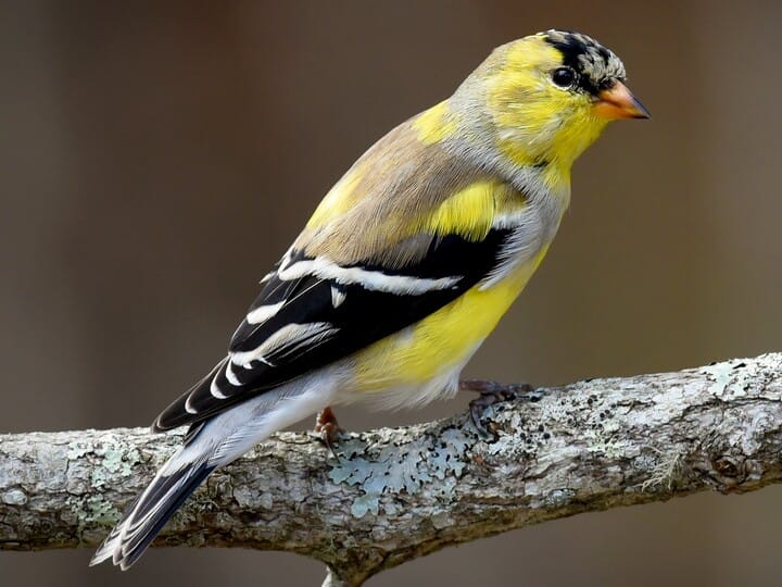 American Goldfinch - NestWatch