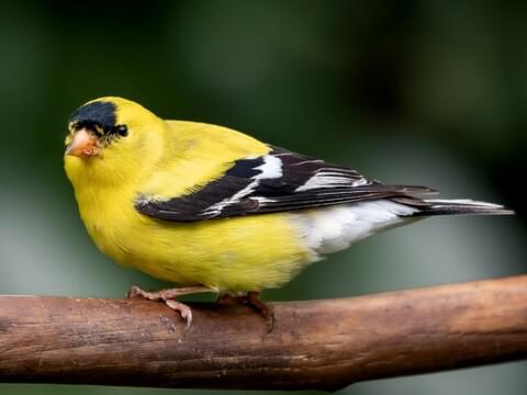 Download American Goldfinch Identification All About Birds Cornell Lab Of Ornithology