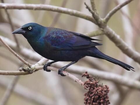 Common Grackle Identification, All About Birds, Cornell Lab of
