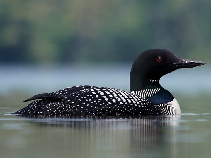 common loon flying