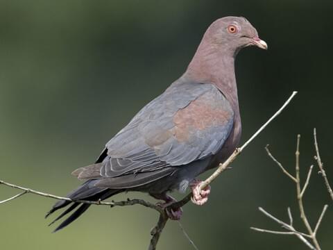 Red-billed Pigeon 