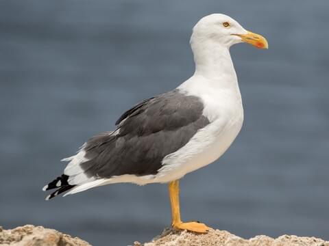 Yellow-footed Gull Adult