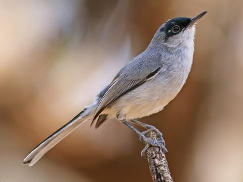 Black-capped Gnatcatcher Breeding male